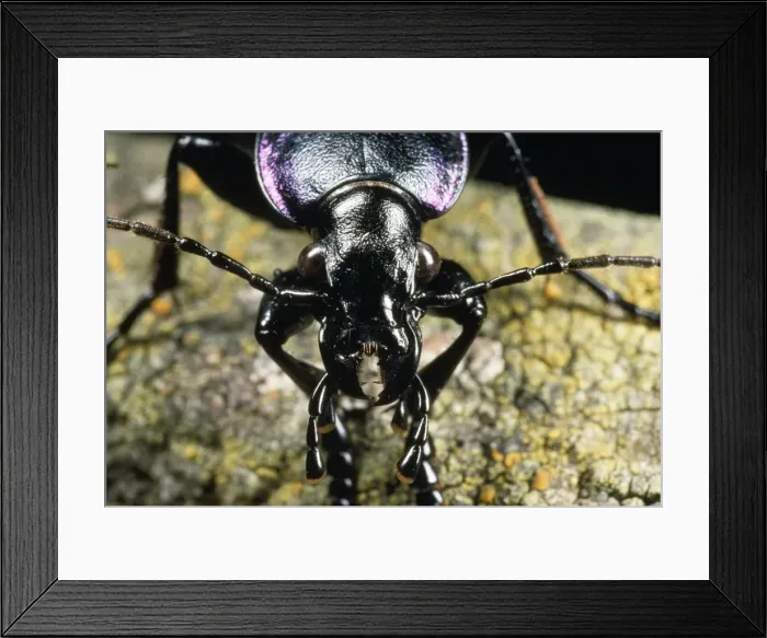Framed Print : Ground Beetle - face view - UK Framed Print : Ground Beetle - face view - UK