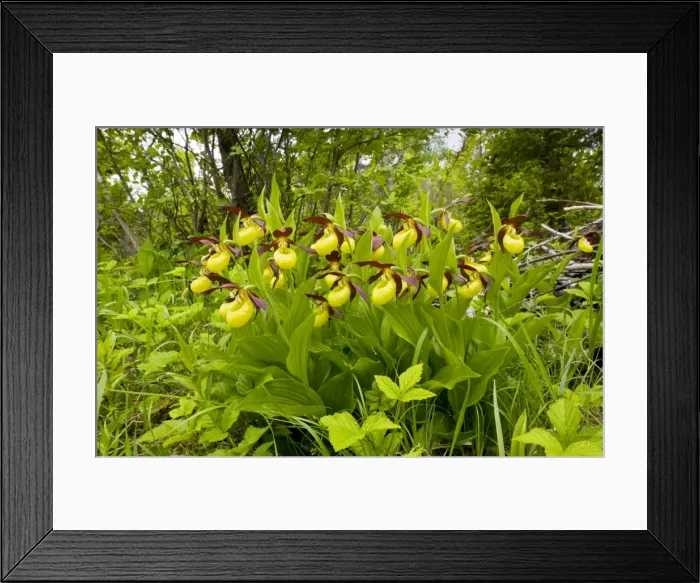 Framed Print : Lady's Slipper Orchids - in ancient flowery wood pasture or wooded meadow at Loode Oakwood or Oak Grove, Saarema Island, Estonia Framed Print : Lady's Slipper Orchids - in ancient flowery wood pasture or wooded meadow at Loode Oakwood or Oak Grove, Saarema Island, Estonia