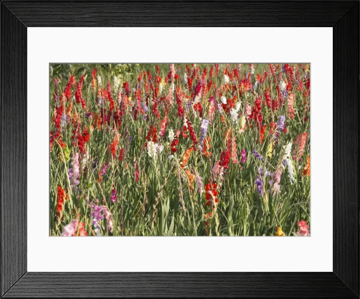 Framed Print : Gladiolus - mass in field - cultivated. Alsasce - France Framed Print : Gladiolus - mass in field - cultivated. Alsasce - France