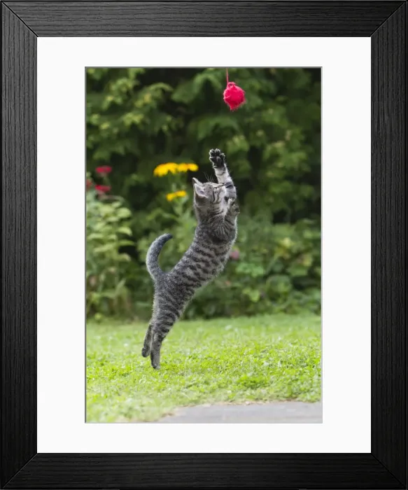Framed Print : Cat - kitten jumping after ball of wool in garden - Lower Saxony - Germany Framed Print : Cat - kitten jumping after ball of wool in garden - Lower Saxony - Germany