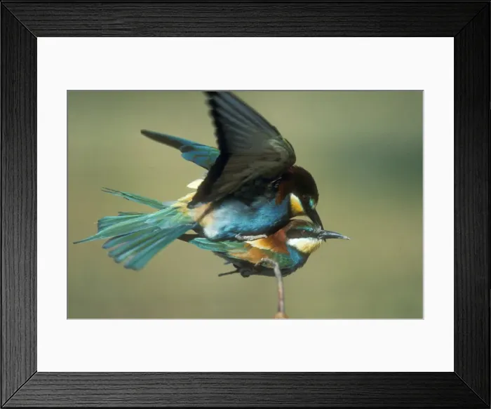 Framed Print : European Bee-eater USH 446 Pair copulating. Merops apiaster © Duncan Usher  /  ardea. com
