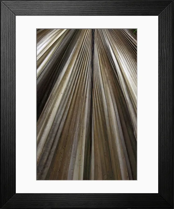 Framed Print : Palm frond - Valle de Mai National Park - Praslin - Seychelles Framed Print : Palm frond - Valle de Mai National Park - Praslin - Seychelles