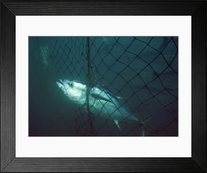 Framed Print : Blue Fin Tuna - in net - Australia Framed Print : Blue Fin Tuna - in net - Australia
