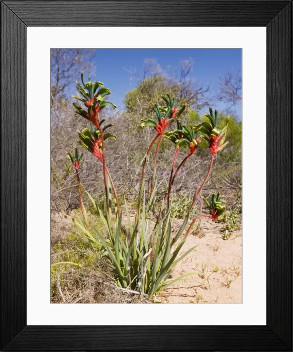 Framed Print : Mangles Kangaroo Paw - at Kalbarri; Western Australia's State flower Framed Print : Mangles Kangaroo Paw - at Kalbarri; Western Australia's State flower