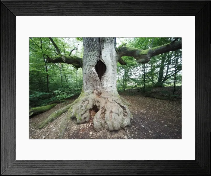 Framed Print : Oak Tree - ancient tree in summer, Sababurg Ancient Forest NP, North Hessen, Germany Framed Print : Oak Tree - ancient tree in summer, Sababurg Ancient Forest NP, North Hessen, Germany