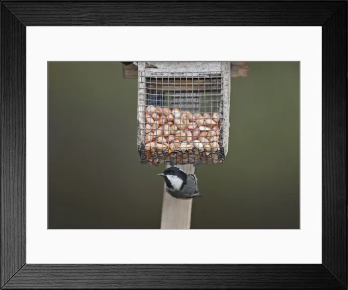 Framed Print : Coal Tit at the feeding station / bird feeder - Scotland Framed Print : Coal Tit at the feeding station / bird feeder - Scotland