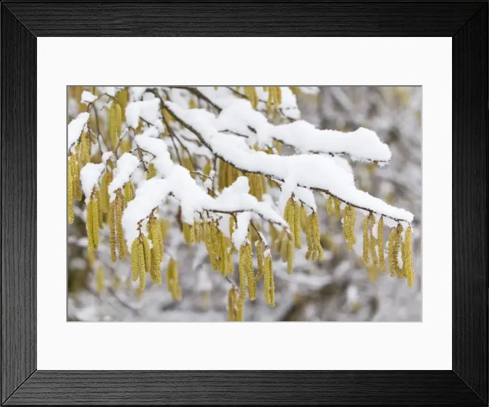 Framed Print : Common Hazel - catkins covered in snow - Lower Saxony - Germany Framed Print : Common Hazel - catkins covered in snow - Lower Saxony - Germany