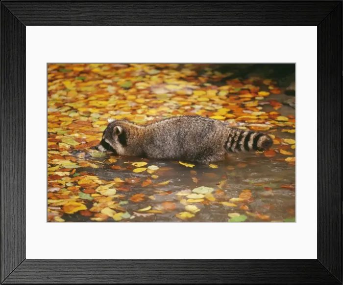 Framed Print : Common Racoon SM 1602 Drinking Procyon lotor © Stefan Meyers  /  ARDEA LONDON