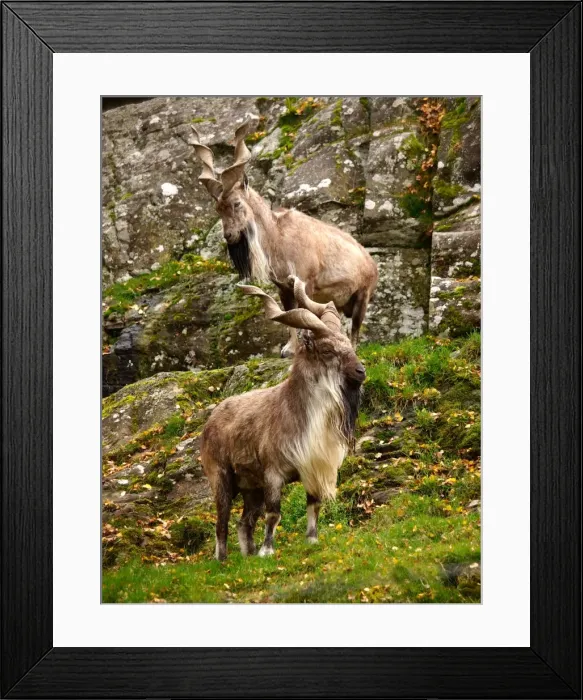 Framed Print : Markhor Goat - Scotland Framed Print : Markhor Goat - Scotland