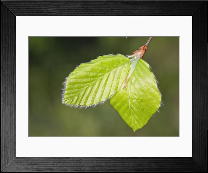 Framed Print : European Beech - leaves