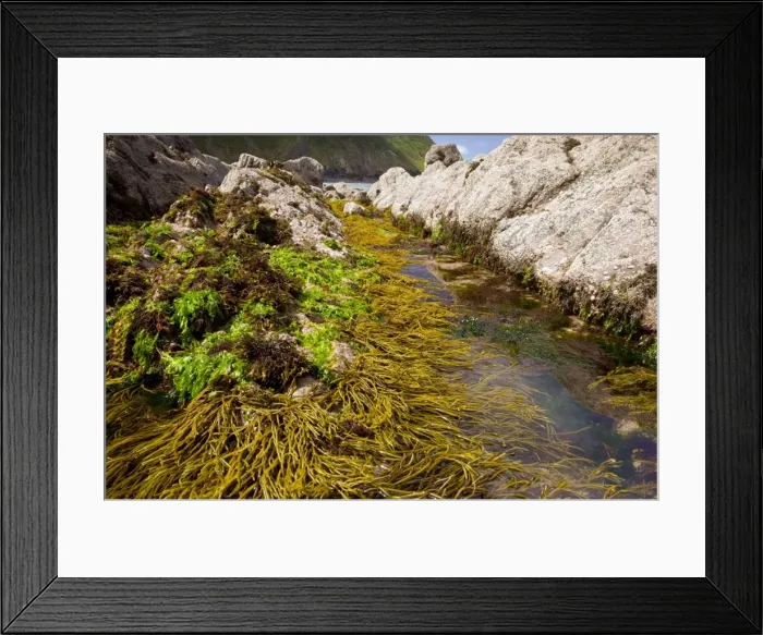 Framed Print : Seaweed - in rock pools - mainly Brown Tuning Fork Weed (Bifurcaria bifurcata) - Shipload Bay - Hartland Point (National Trust) - north Devon coast Framed Print : Seaweed - in rock pools - mainly Brown Tuning Fork Weed (Bifurcaria bifurcata) - Shipload Bay - Hartland Point (National Trust) - north Devon coast