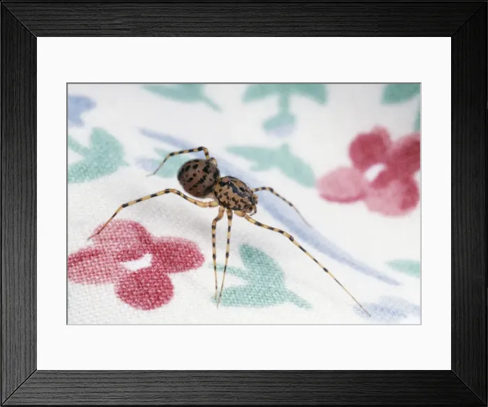 Framed Print : Spitting Spider SPH 901 Hunting for prey, UK. Scytodes thoracica © Steve Hopkin / ardea. com Framed Print : Spitting Spider SPH 901 Hunting for prey, UK. Scytodes thoracica © Steve Hopkin / ardea. com
