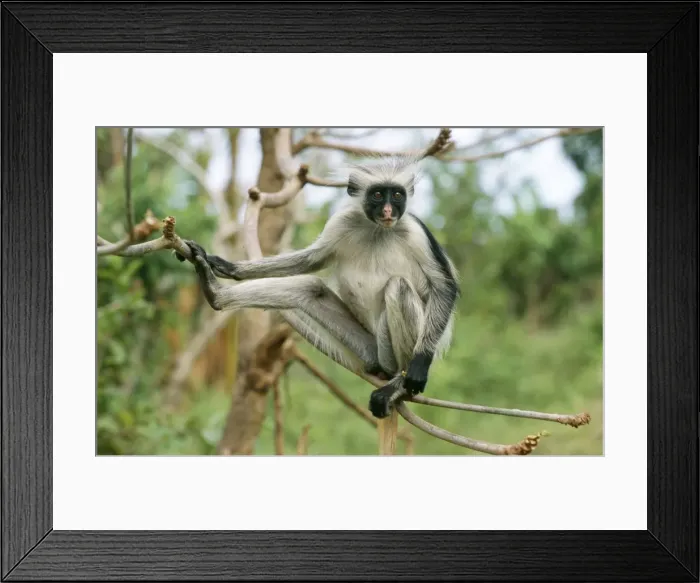 Framed Print : Kirks / Zanzibar Red Colobus Monkey RS 101 Colobus kirki © Robyn Stewart / ardea. com Framed Print : Kirks / Zanzibar Red Colobus Monkey RS 101 Colobus kirki © Robyn Stewart / ardea. com