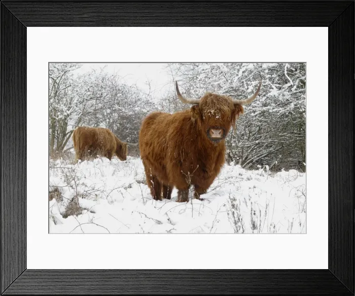 Framed Print : Scottish highland cow in the snowy foreland of river IJssel The Netherlands, Overijssel, Wijhe / Olst, Fortmond Framed Print : Scottish highland cow in the snowy foreland of river IJssel The Netherlands, Overijssel, Wijhe / Olst, Fortmond
