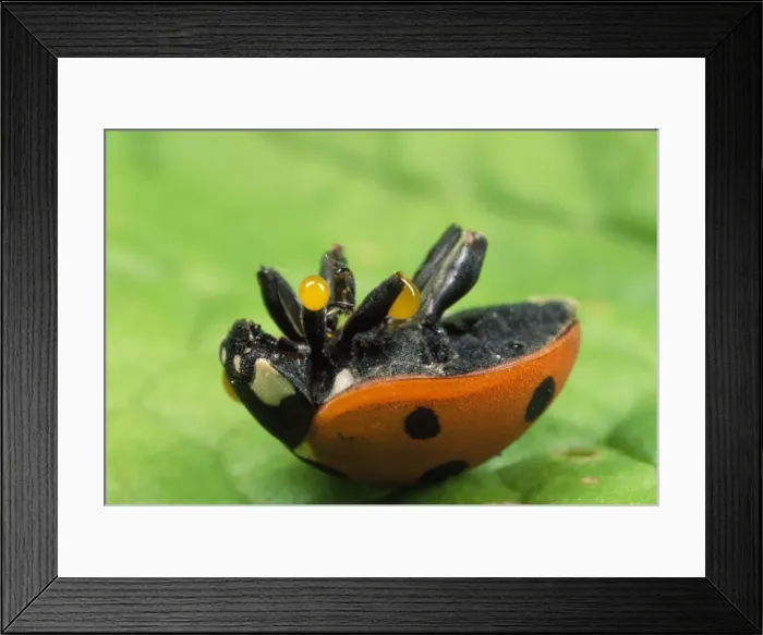 Framed Print : 7-spot Ladybird - autobleeding - UK also know as Coccinella septempunctata Framed Print : 7-spot Ladybird - autobleeding - UK also know as Coccinella septempunctata