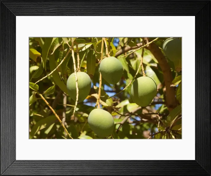 Framed Print : Australian Kensington Mango - immature mango fruits hanging in the trees - around Darwin, Far North, Northern Territory, Australia Framed Print : Australian Kensington Mango - immature mango fruits hanging in the trees - around Darwin, Far North, Northern Territory, Australia