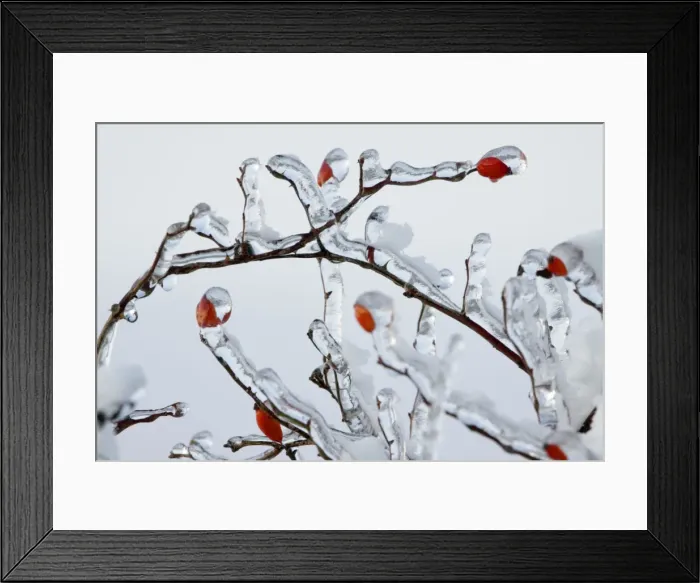 Framed Print : Rose Hips - on ice covered wild rose branch in winter - Lower Saxony - Germany Framed Print : Rose Hips - on ice covered wild rose branch in winter - Lower Saxony - Germany