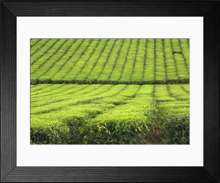Framed Print : Tea Plantation - brightly green tea bushes stretch over a hilly landscape. Because of their even cut, they form a symmetric pattern - Atherton Tablelands, Queensland, Australia Framed Print : Tea Plantation - brightly green tea bushes stretch over a hilly landscape. Because of their even cut, they form a symmetric pattern - Atherton Tablelands, Queensland, Australia