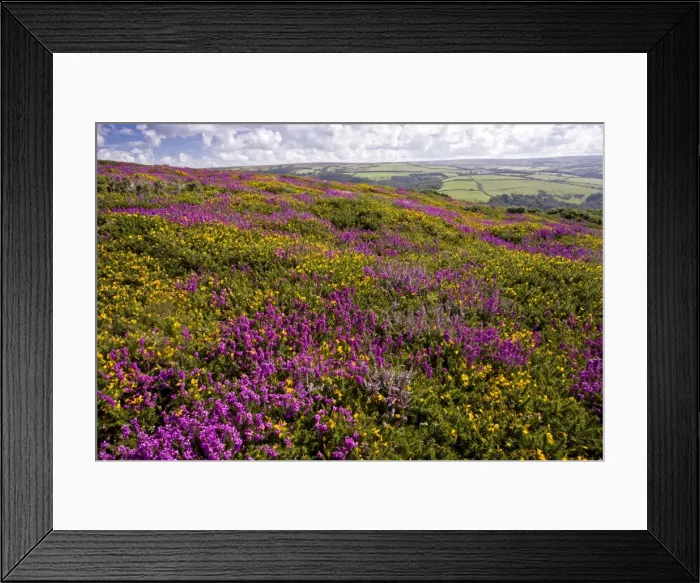 Framed Print : Heather - in full flower - Exmoor moorland in late summer - with Western Gorse and Bell above Countisbury - Devon Framed Print : Heather - in full flower - Exmoor moorland in late summer - with Western Gorse and Bell above Countisbury - Devon