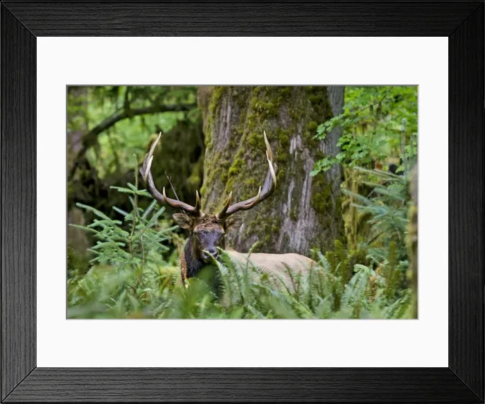 Framed Print : Roosevelt Elk - bull in Olympic Rainforest - late September - WA. - USA _E7B6011 Framed Print : Roosevelt Elk - bull in Olympic Rainforest - late September - WA. - USA _E7B6011
