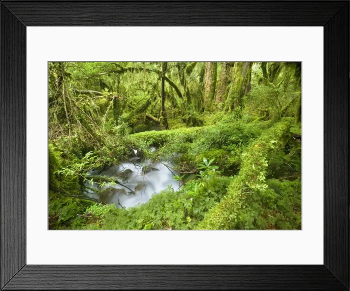 Framed Print : Valdivian Temperate Rainforest - creek with moss-covered rocks in dense and lush forest- Bosque Encantada - Enchanted Forest - Carretera Austral - Queulat National Park - Chile - South America Framed Print : Valdivian Temperate Rainforest - creek with moss-covered rocks in dense and lush forest- Bosque Encantada - Enchanted Forest - Carretera Austral - Queulat National Park - Chile - South America
