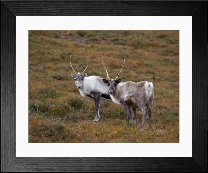 Framed Print : Reindeer - Cairngorm National Park - Scotland Framed Print : Reindeer - Cairngorm National Park - Scotland