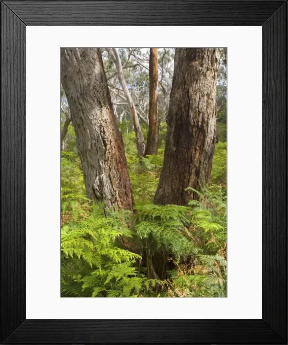 Framed Print : Eucalypt Forest - view into a lightly wooded coastal eucalypt forest with Manna Gum trees, the habitat of the Koala. Manna Gums are one of their favourite feeding trees - Cape Otway, Victoria, Australia Framed Print : Eucalypt Forest - view into a lightly wooded coastal eucalypt forest with Manna Gum trees, the habitat of the Koala. Manna Gums are one of their favourite feeding trees - Cape Otway, Victoria, Australia