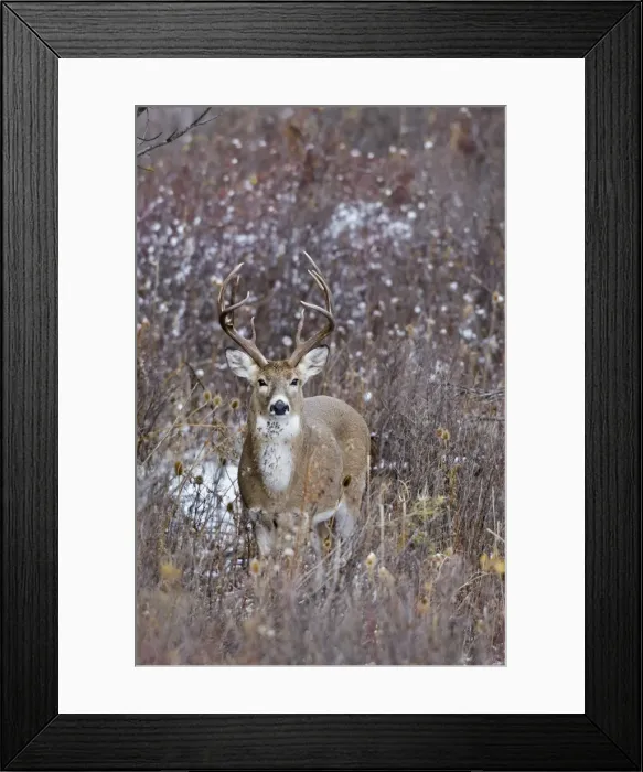 Framed Print : White-tailed Deer - buck - Autumn - Montana - Western U. S. _E7B0395 Framed Print : White-tailed Deer - buck - Autumn - Montana - Western U. S. _E7B0395
