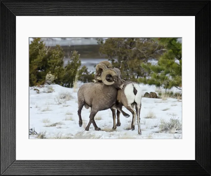 Framed Print : Rocky Mountain Bighorn Sheep - rams shoving and kicking one another in dominance display (this often leads to fighting / head butting) during fall rut - in Autumn snow - Rocky Mountains - Wyoming - USA _E7C2520 Framed Print : Rocky Mountain Bighorn Sheep - rams shoving and kicking one another in dominance display (this often leads to fighting / head butting) during fall rut - in Autumn snow - Rocky Mountains - Wyoming - USA _E7C2520