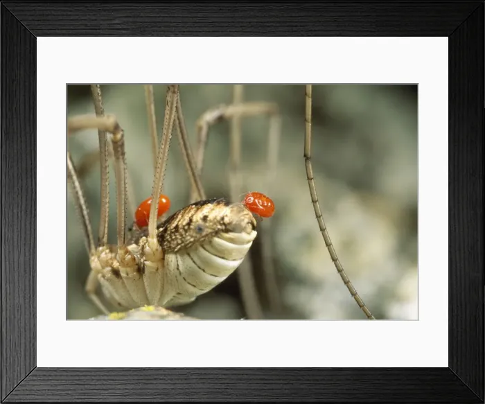 Framed Print : Phoretic Mites - hitchiking on Harvsetman Spider - UK Framed Print : Phoretic Mites - hitchiking on Harvsetman Spider - UK