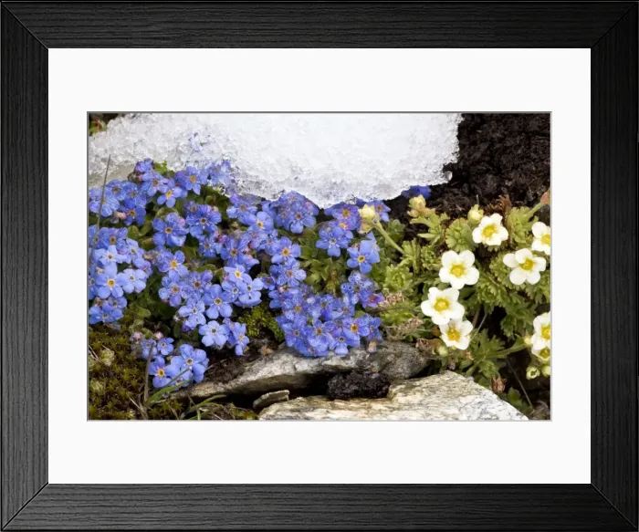 Framed Print : King-of-the-Alps - with A musky saxifrage (Saxifraga exarata ssp exarata) at the snowline in the Swiss Alps