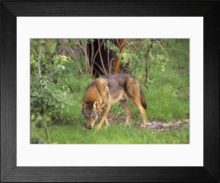 Framed Print : Red Wolf TOM 610 Southeastern U. S. A. Canis rufus © Tom & Pat Leeson / ardea. com Framed Print : Red Wolf TOM 610 Southeastern U. S. A. Canis rufus © Tom & Pat Leeson / ardea. com