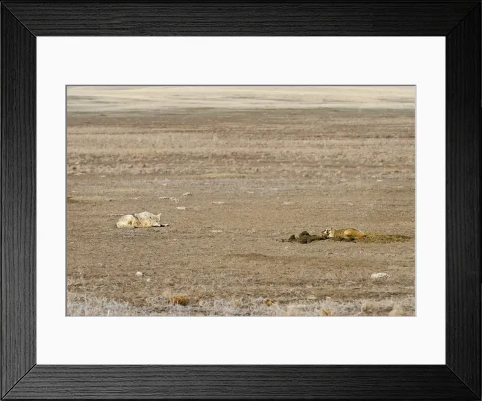 Framed Print : Coyote and American Badger (Taxidea taxus) hunting Black-tailed Prairie Dogs (Cynomys ludovicianus) together in prairie dog colony - Summer - Badlands National Park - Great Plains - South Dakota - USA _E7A2210
