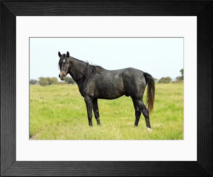 Framed Print : Arabic Horse - stallion on meadow, Alentejo, Portugal Framed Print : Arabic Horse - stallion on meadow, Alentejo, Portugal