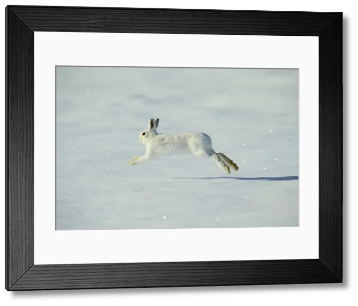 Framed Print : Snowshoe Hare TOM 600 aka Varying Hare running across winter snow - Montana Lepus americanus © Tom & Pat Leeson / ardea. com Framed Print : Snowshoe Hare TOM 600 aka Varying Hare running across winter snow - Montana Lepus americanus © Tom & Pat Leeson / ardea. com