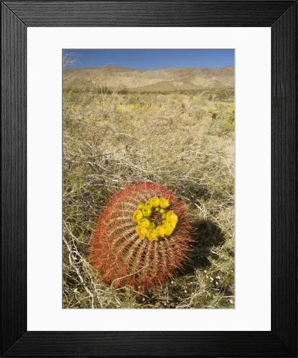 Framed Print : Red Barrel Cactus - Anza Borrego Desert State Park, California, USA Framed Print : Red Barrel Cactus - Anza Borrego Desert State Park, California, USA