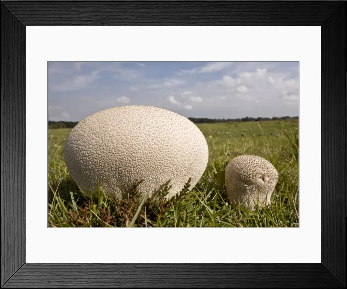 Framed Print : Mosaic Puffball - on heathy grassland - New Forest Framed Print : Mosaic Puffball - on heathy grassland - New Forest