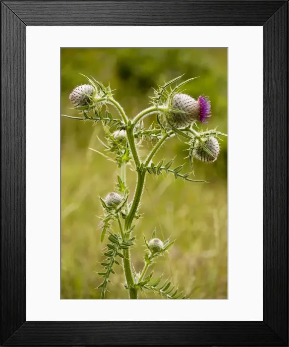 Framed Print : Woolly Thistle - in flower, on limestone, Dorset Framed Print : Woolly Thistle - in flower, on limestone, Dorset