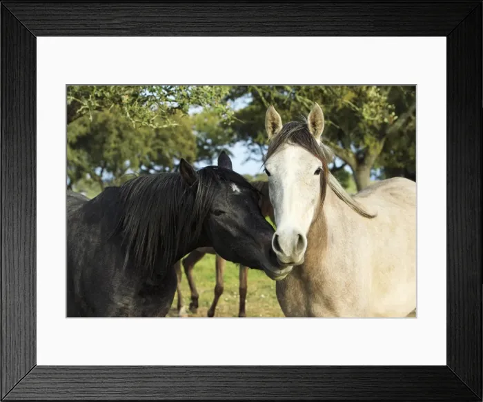 Framed Print : Arabic Horses - stallion with mare, Alentejo, Portugal Framed Print : Arabic Horses - stallion with mare, Alentejo, Portugal