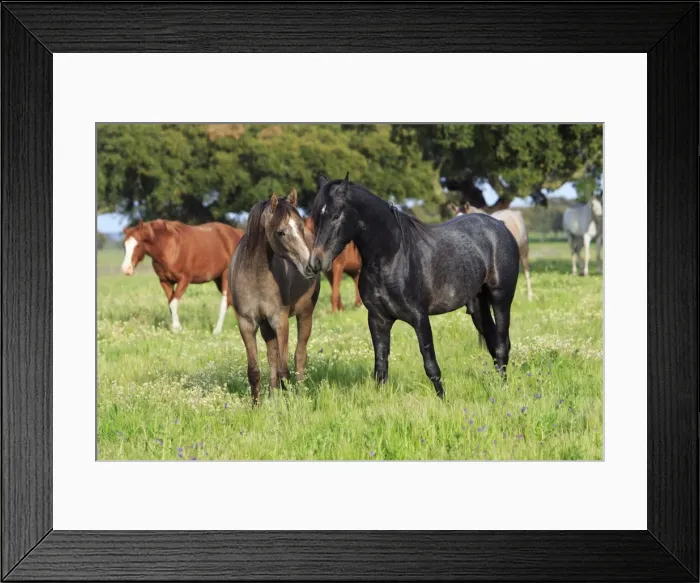 Framed Print : Arabic Horses - stallion and mare, Alentejo, Portugal