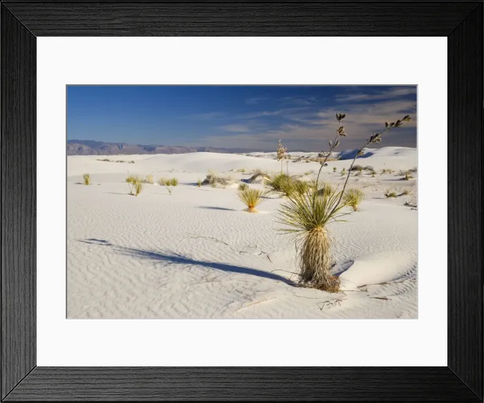 Framed Print : Soaptree Yucca - growing on white gypsum dune - White Sands National Monument - New Mexico - USA Framed Print : Soaptree Yucca - growing on white gypsum dune - White Sands National Monument - New Mexico - USA
