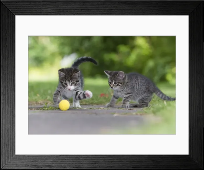 Framed Print : Cat - two kittens playing with ball in garden - Lower Saxony - Germany Framed Print : Cat - two kittens playing with ball in garden - Lower Saxony - Germany