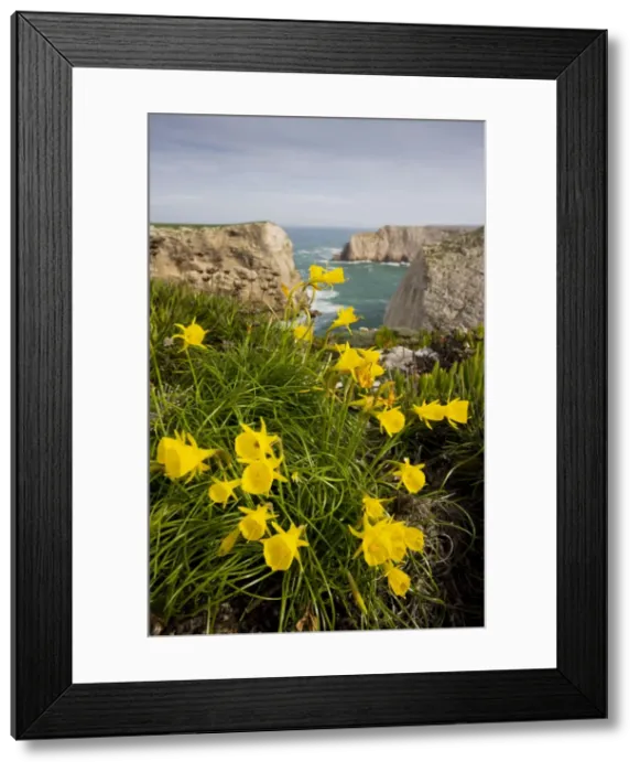 Framed Print : Wild narcissi (in N. bulbocodium group), at Cape St. Vincent, Algarve, Portugal