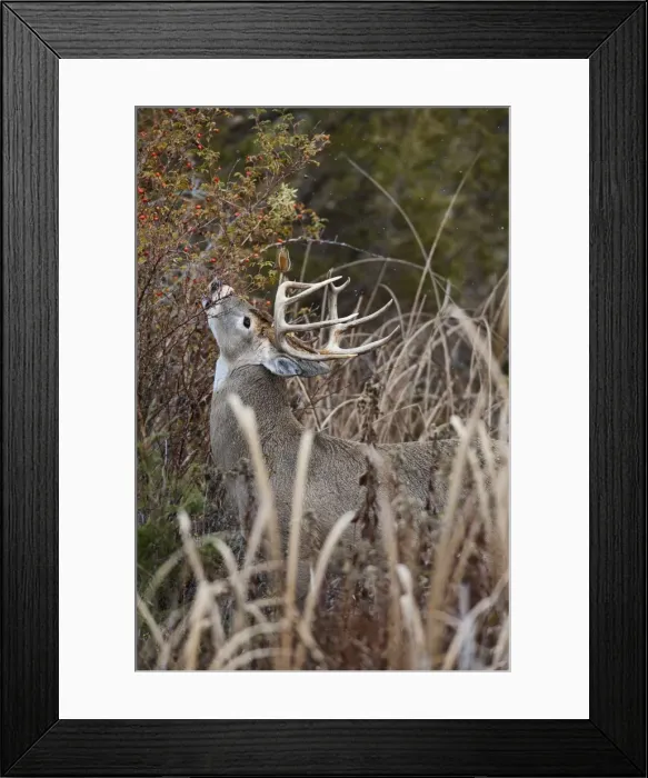 Framed Print : White-tailed Deer - buck eating rose hips - Autumn - Montana - USA _E1A1297 Framed Print : White-tailed Deer - buck eating rose hips - Autumn - Montana - USA _E1A1297