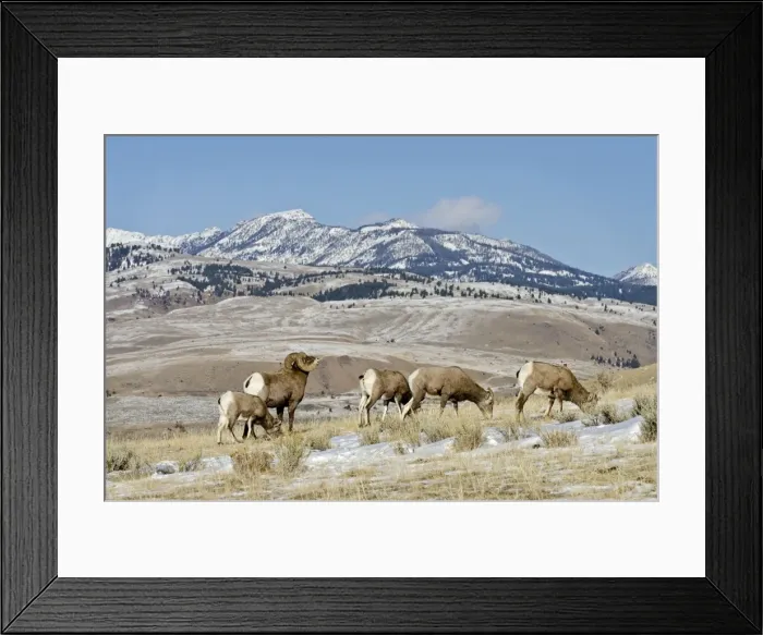 Framed Print : Bighorn Sheep - ram checking out / smelling to see if any ewes are ready to mate - Autumn - Rocky Mountains - USA _E7C3657 Framed Print : Bighorn Sheep - ram checking out / smelling to see if any ewes are ready to mate - Autumn - Rocky Mountains - USA _E7C3657