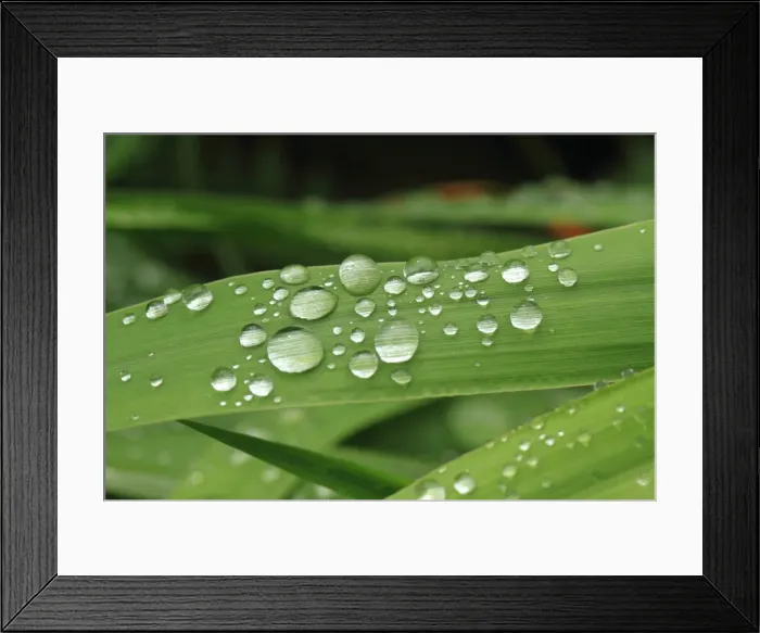 Framed Print : Water Droplets Framed Print : Water Droplets
