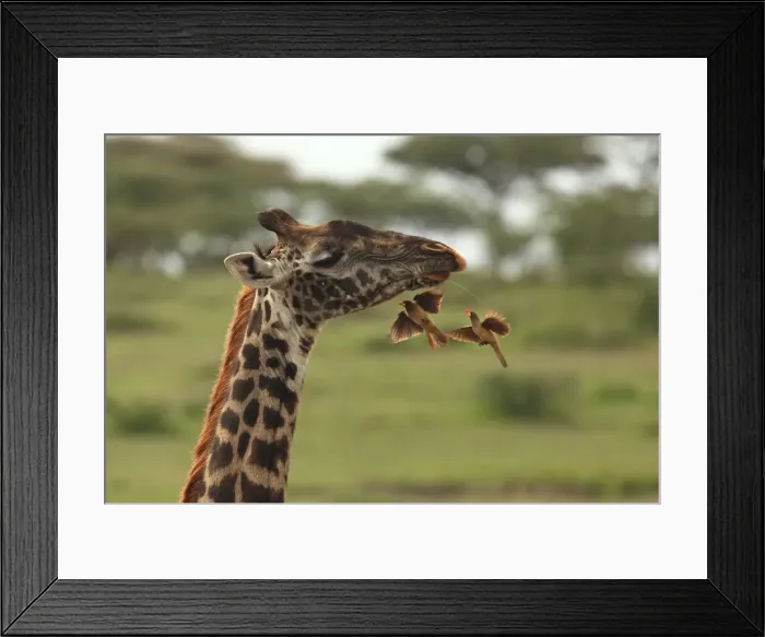 Framed Print : Red-billed Oxpeckers - flying to Masai Giraffe neck - Ngorongoro Crater Reserve - Serengeti - Tanzania Framed Print : Red-billed Oxpeckers - flying to Masai Giraffe neck - Ngorongoro Crater Reserve - Serengeti - Tanzania