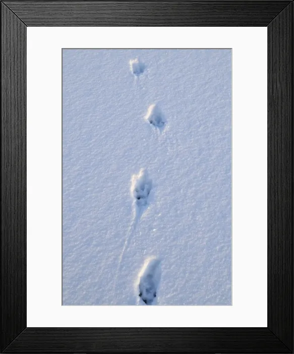 Framed Print : European otter - tracks Framed Print : European otter - tracks