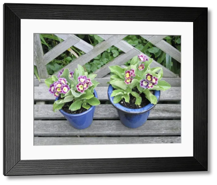 Framed Print : Auricula flowers in blue pots Framed Print : Auricula flowers in blue pots
