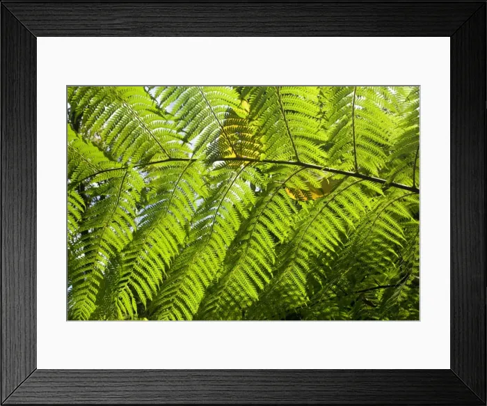 Framed Print : King Fern - leaf of an impressive King Fern near the riverbanks of Babinda Creek. The leaves of this hugh fern can reach a size of up to 6 m length. To highlight its filigrane shape, the leaf is photographed against the sun Framed Print : King Fern - leaf of an impressive King Fern near the riverbanks of Babinda Creek. The leaves of this hugh fern can reach a size of up to 6 m length. To highlight its filigrane shape, the leaf is photographed against the sun